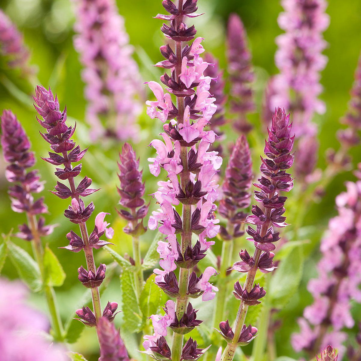 6 x Sauge à petites feuilles 'Salvinio Pink' – Salvia microphylla 'Salvinio Pink', godet 9cm x 9cm