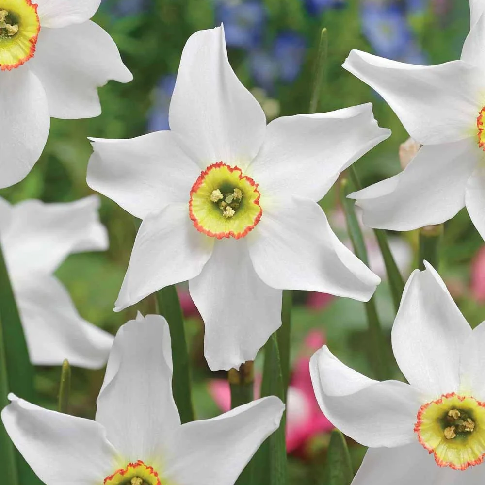 10 Narcisses Recurvus Narcissus poeticus Recurvus