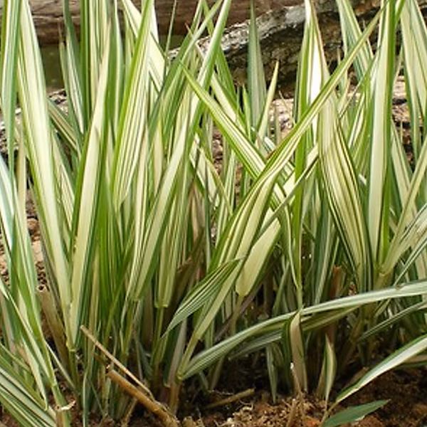 6 x Ruban de bergère panaché – Phalaris arundinacea 'Feesey' | godet 9cm x 9cm