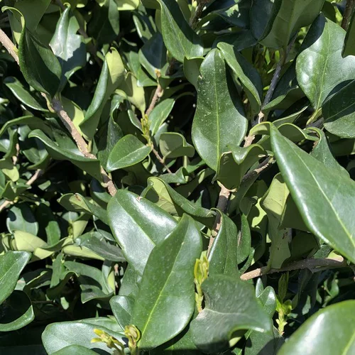 Troène du Texas vert. Le pot de 3 litres