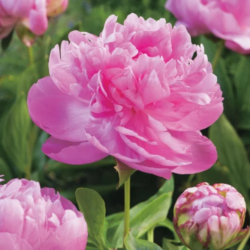 Pivoine Alexander Fleming - Le pot de 2 litres