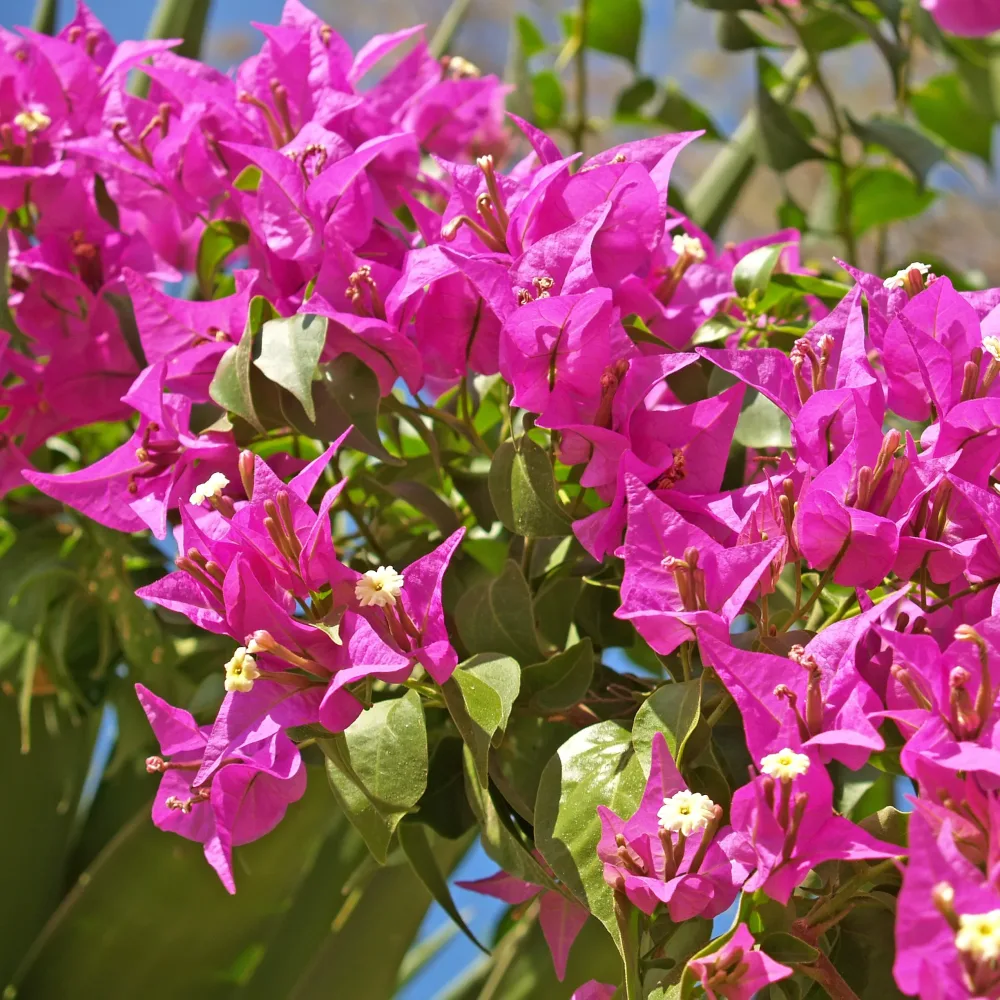 Bougainvillier Vera Deep Purple Bougainvillea spectabilis 'vera deep purple'
