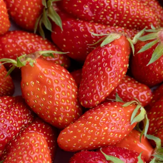 Plants bio : Fraisier Gariguette -25 plants- Calibre B