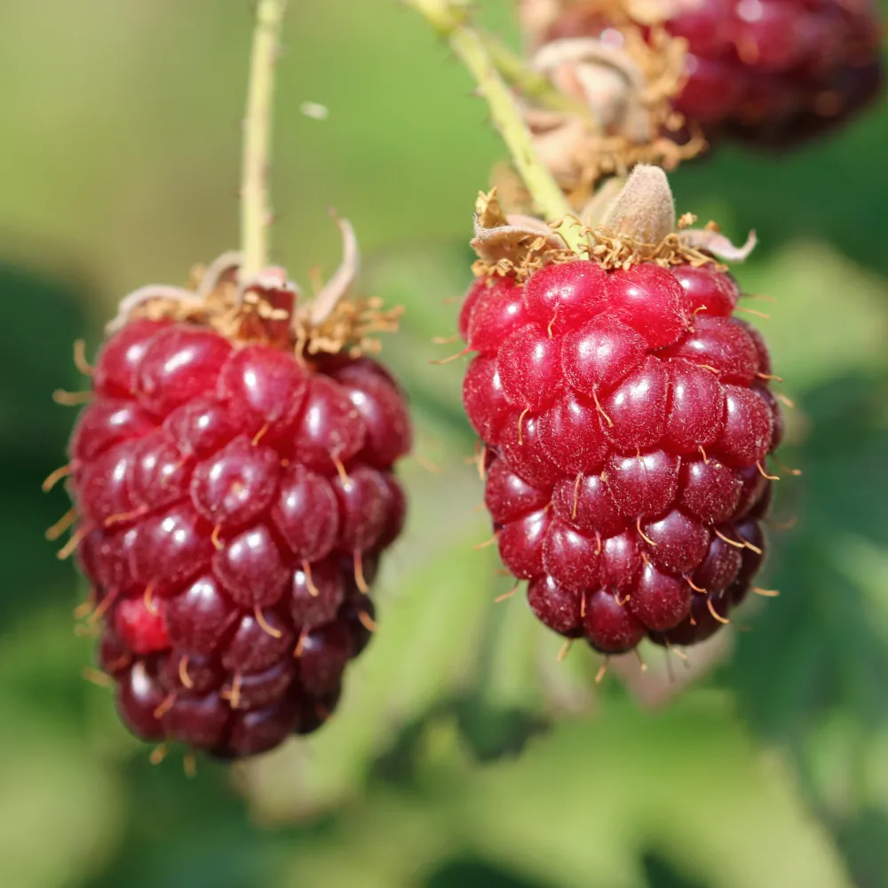 Mûre Loganbes Rubus loganbes