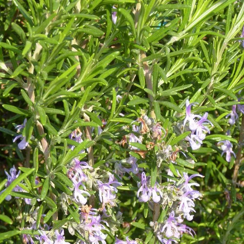 Romarin ou Rosmarinus Officinalis forme touffe. Le pot de 3 litres