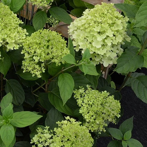 Hortensia paniculé Ruby Angels Blush Hydrangea paniculata ruby angels blush
