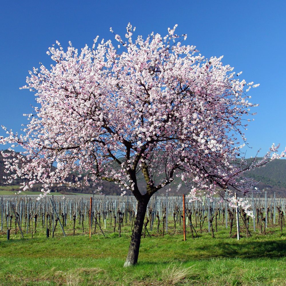 Amandier Prunus amygdalus Dulcis