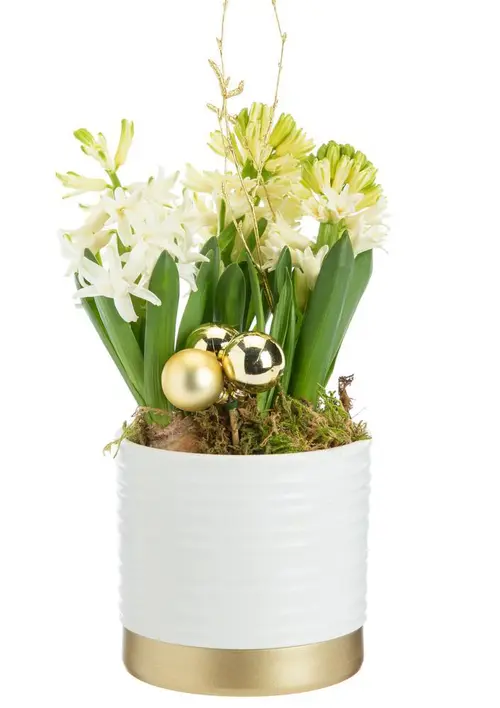 Jacinthe x 3 pot blanc et or - Ø 12 cm