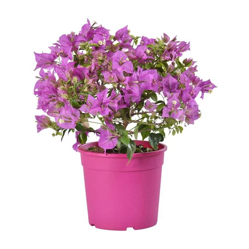 Bougainvillée ou Bougainvillier. Le pot de 2 litres