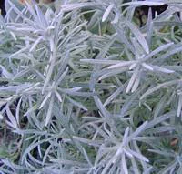 Helichrysum Italicum - Le pot de 5 litres
