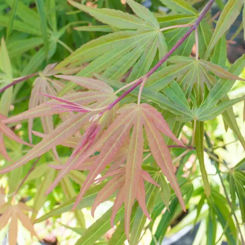 Erable du Japon (ACER PALMATUM SCOLOPENDRIFOLIUM ) Le pot de 30 litres