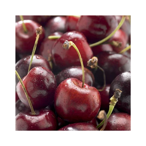 Cerisier Big. Delice De Malicorne ® Agoudel Bio. Le pot de 15 litres