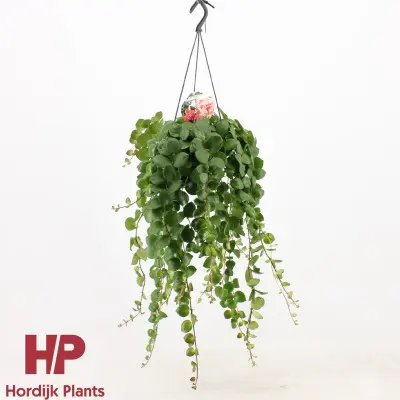 Aeschynanthus pink polka. La suspension de Ø 15 cm x H 40 cm