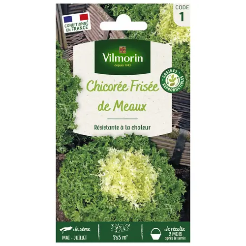 Chicorée de Meaux Vilmorin - graines à semer