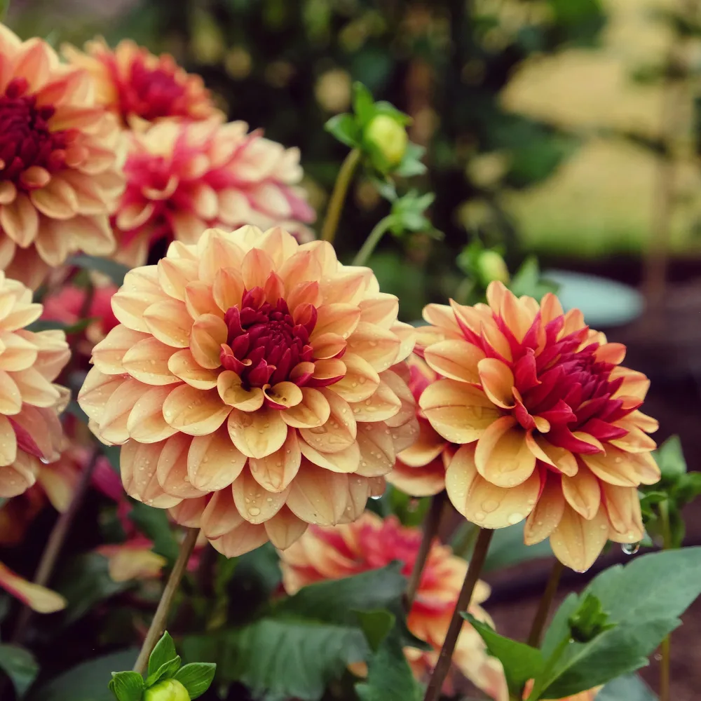 Dahlia Crème de Cognac Dahlia Crème de Cognac