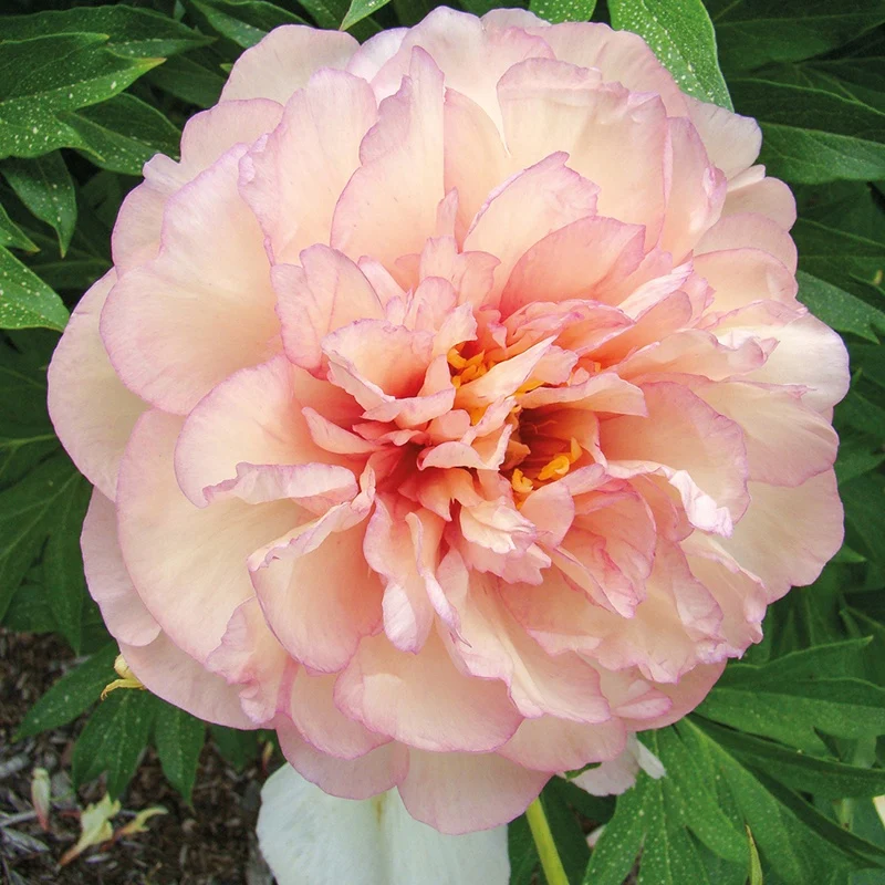 Pivoine Itoh Scrumdiddlyumptious Paeonia itoh hybrid scrumdiddlyumptious