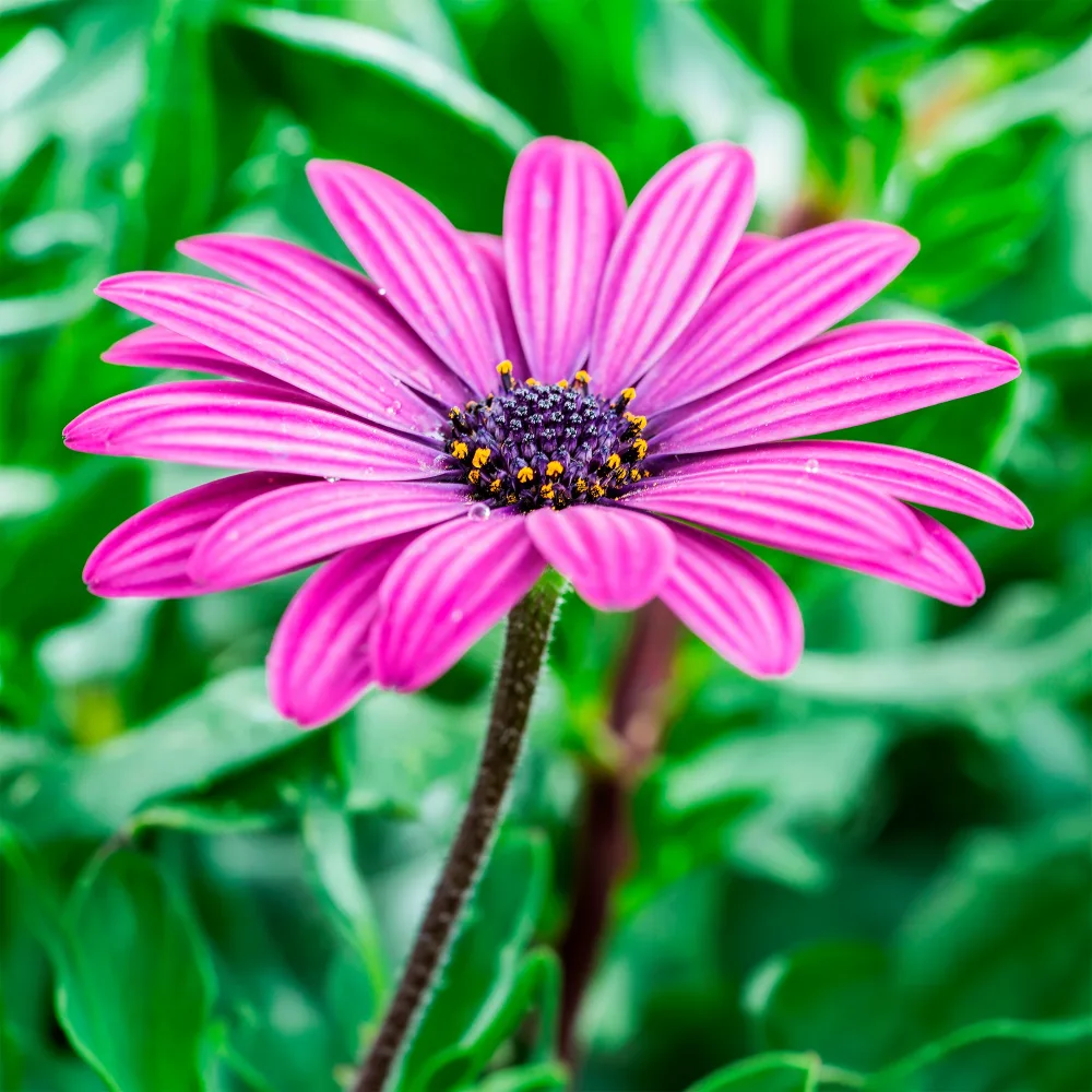 3 Marguerites du Cap pourpres Osteospermum margarita purple
