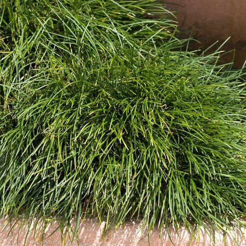 Ophiopogon Japonicus - Le pot de 2 litres