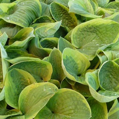 Hosta August Beauty Hosta august beauty