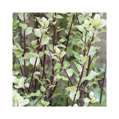 Pittosporum tenuifolium green elf en pot de 3 litres