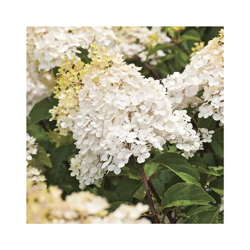 Hortensia paniculé Phantom blanc. Le pot de 7 litres
