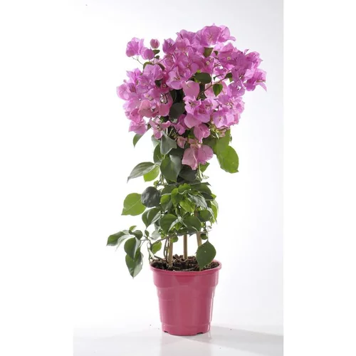 Bougainvillée - Le pot de 6 litres