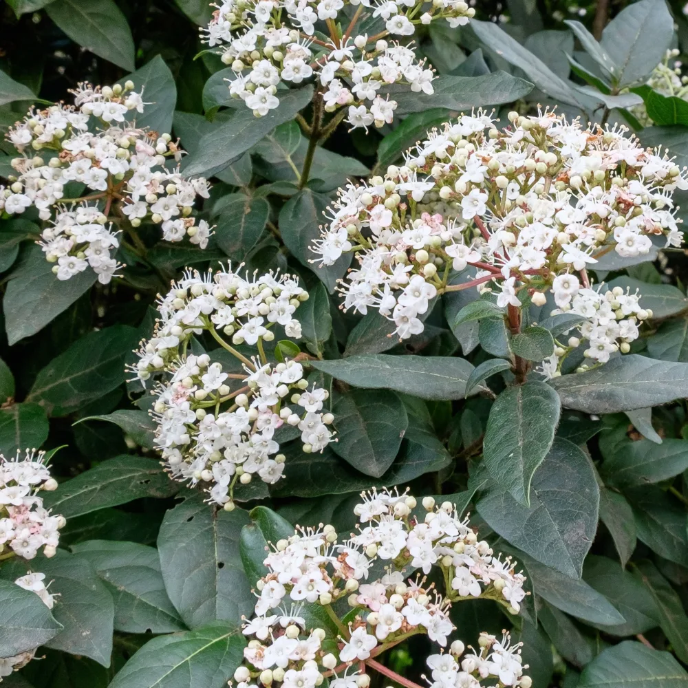 Viorne tin Eve price Viburnum tinus 'eve price'