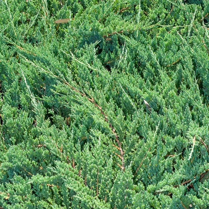 Genévrier rampant Blue Chip Juniperus horizontalis Blue Chip