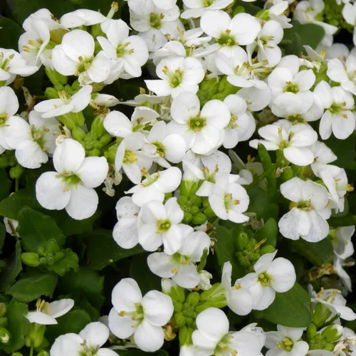 Arabis blanc. Le pot de 13 cm