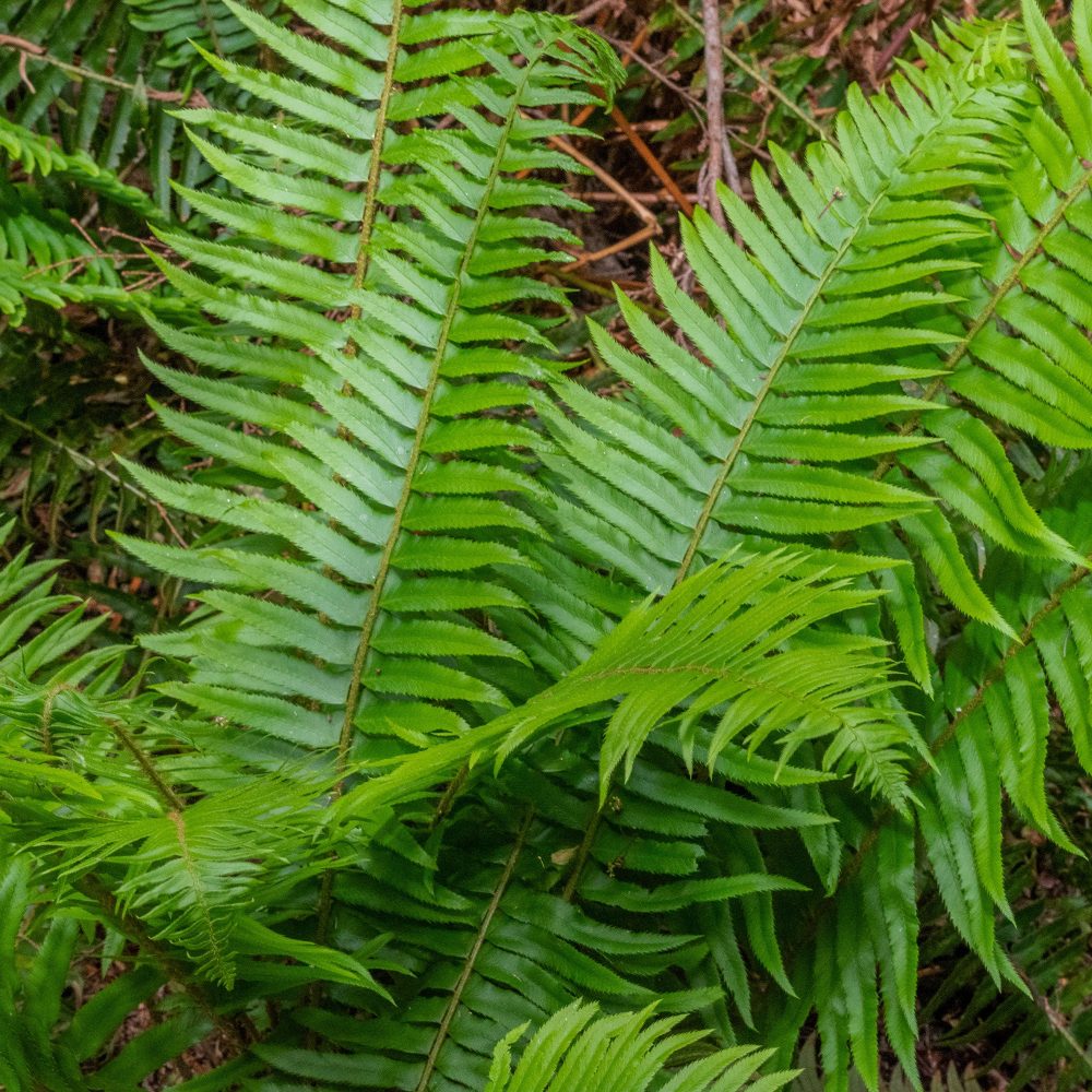 Polystic - Fougère Polystichum munitum
