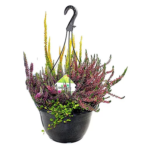 Erica Melangees Suspension - La suspension de 25 cm