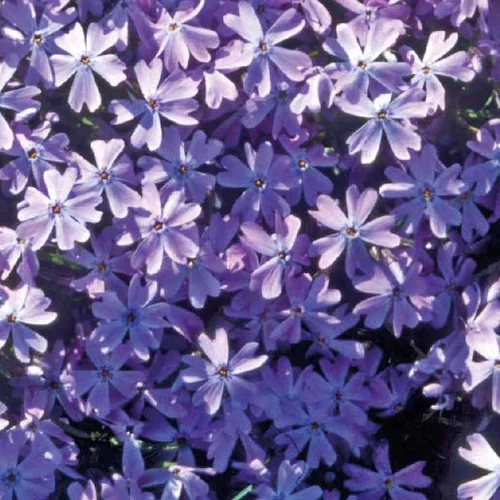 Phlox En Coussin Bleu - Le pot de 9 x 9 cm