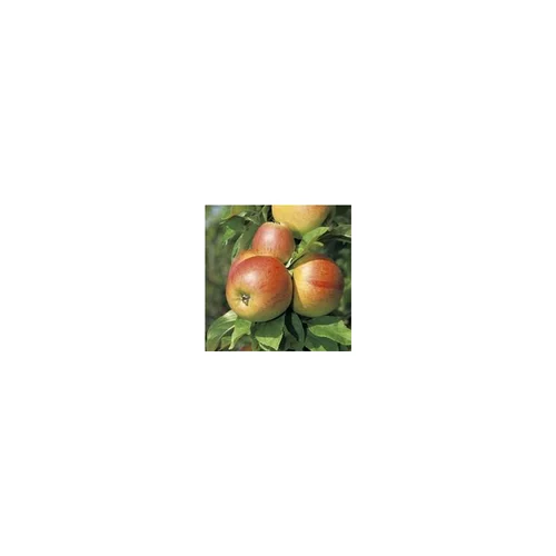 Pommier Reine Des Reinettes. En racine nue, forme palmette U double