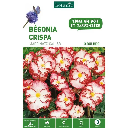 Bégonia Crispa Marginata rouge blanc botanic® - 3 bulbes