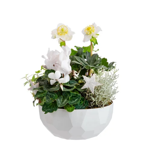 Composition hellébore et cyclamen en coupe quartz