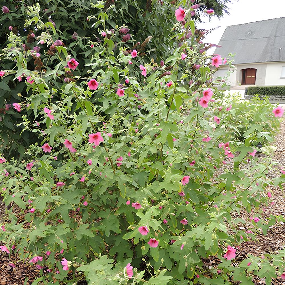 Mauve du Cap El Rayo Anisodontea El Rayo