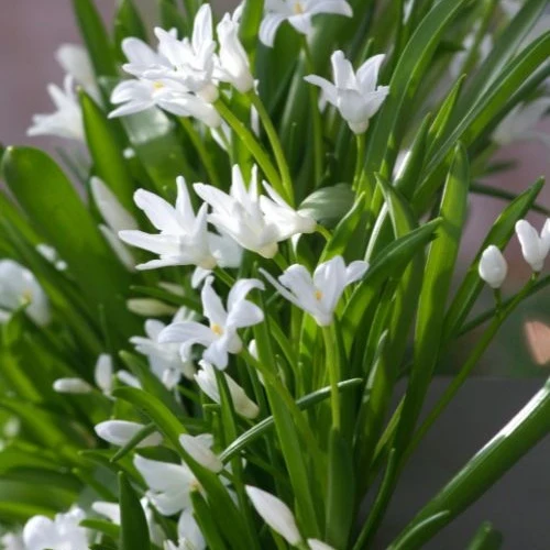 20 Gloires des neiges Luciliae Alba Chionodoxa Luciliae Alba
