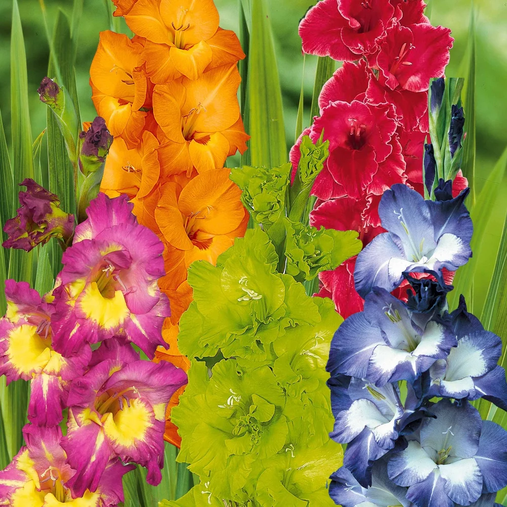 50 Glaïeuls pour un jardin multicolore en mélange Gladiolus 'nori', 'green star', 'manteca', after s