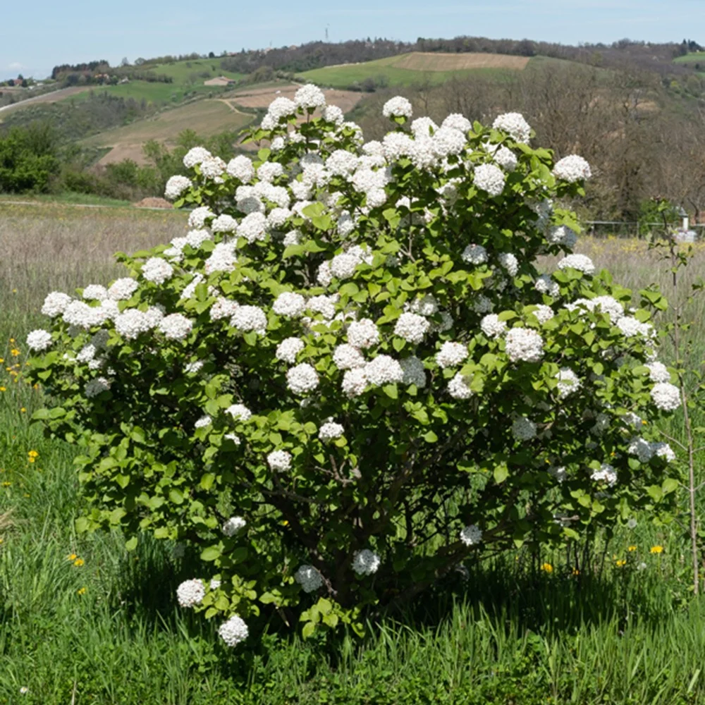 Viorne de Carle Viburnum carlesii