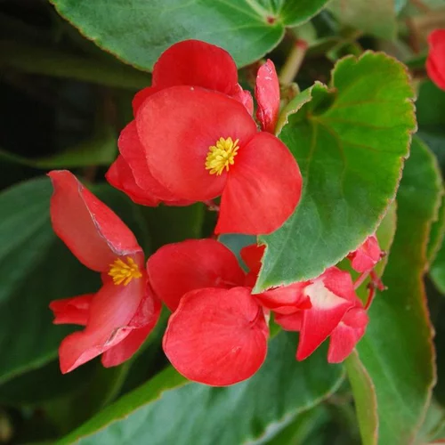 Bégonia Dragon Wing à fleurs rouges - Le pot Ø 17 cm
