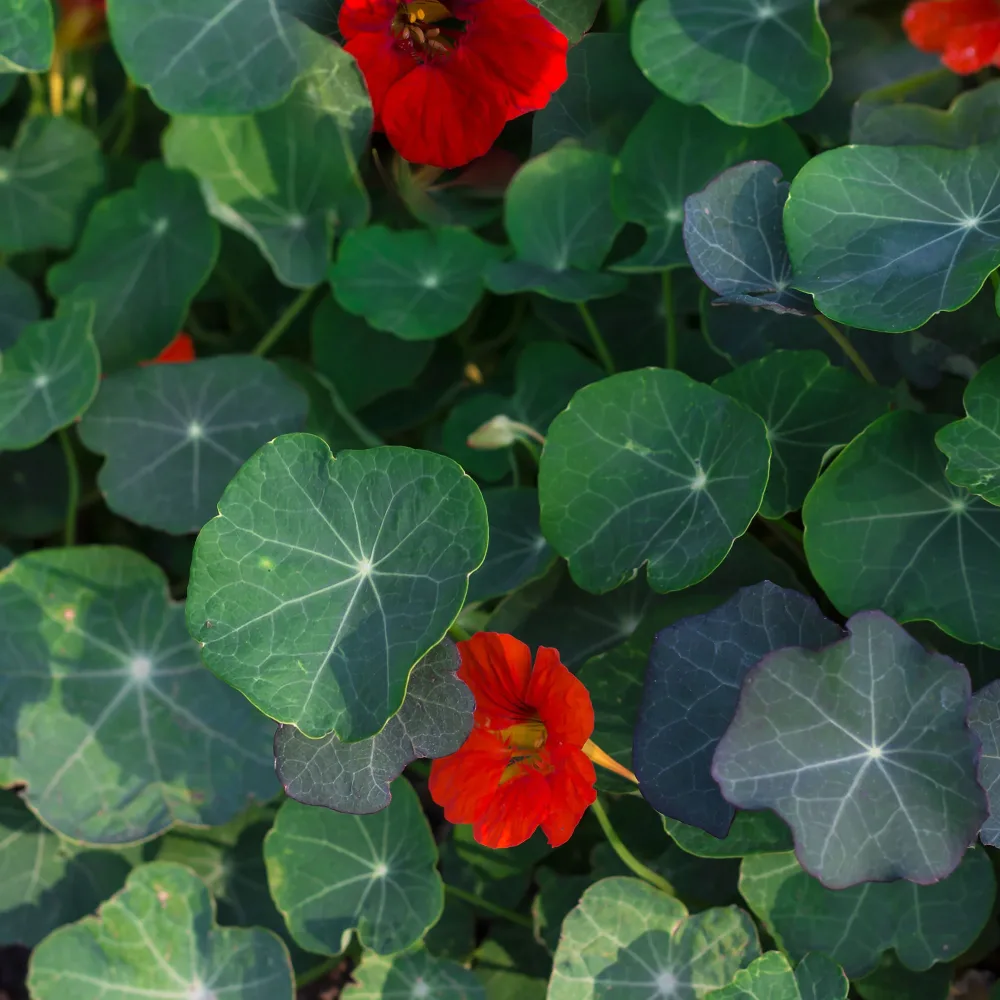 Capucine naine à fleurs simples Empress of India Tropaeolum majus nanum empress of india