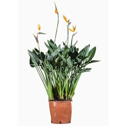 Strelitzia (Oiseau de paradis) en pot de 10 L orange