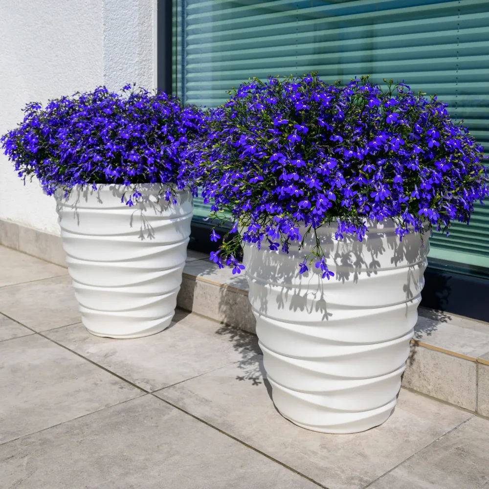 Lobelia Emperor William Lobelia erinus compacta