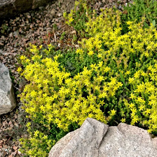 Sedum Acre - Le pot de 1 litre