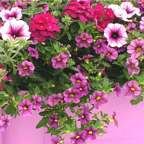 Jardinière variée coloris variés. La jardinière de 50 cm