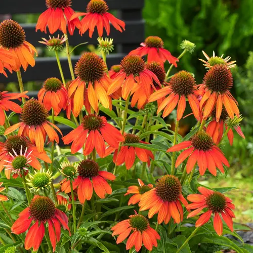 Echinacea ARTISAN SOFT ORANGE - Le pot de 2 litres