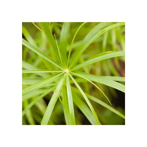 Cyperus Papyrus - Le pot de 5 litres