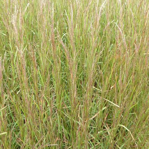 Andropogon Cairo Schizachyrium scoparium caïro