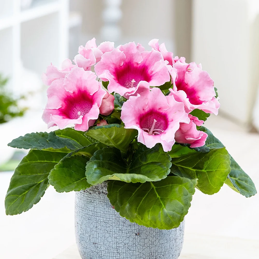 Gloxinia des fleuristes rose Sinningia speciosa pink