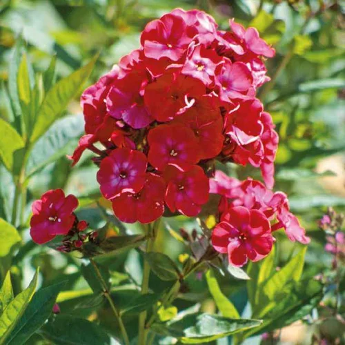 Phlox Paniculata rouge - Le pot de 9 x 9 cm